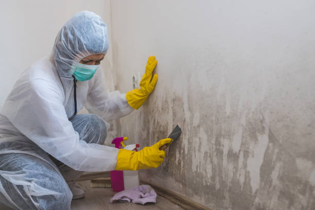 Best Mold Removal Company Near Me  in Detroit, MI
