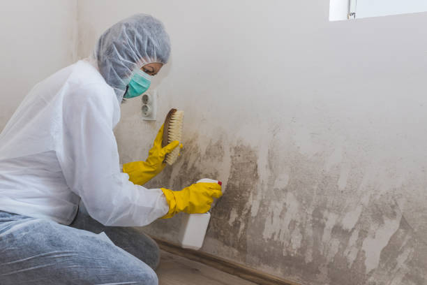 Best Mold Removal Specialists  in Detroit, MI