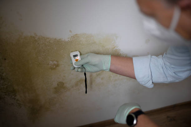 Trusted Detroit, MI Mold Removal Experts