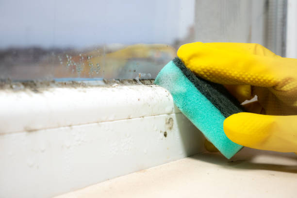 Best Mold Remediation  in Detroit, MI