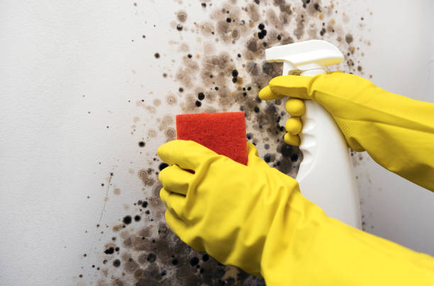 Best Crawl Space Mold Removal  in Detroit, MI