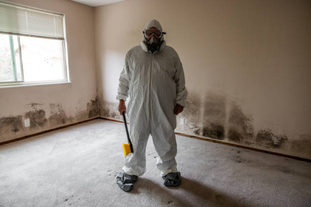 Best Black Mold Removal  in Detroit, MI