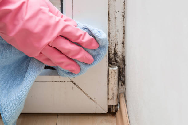 Best Mold Cleaning Services  in Detroit, MI