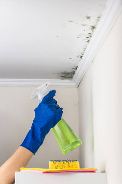 Best Office Mold Removal Services  in Detroit, MI
